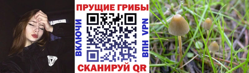 закладка  Зеленогорск  Псилоцибиновые грибы прущие грибы 